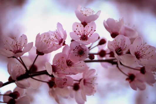 Cherry Blossom tour in Pakistan