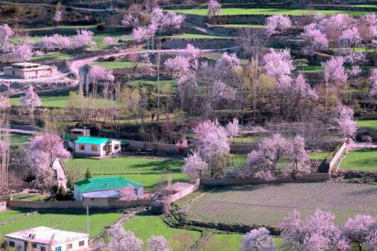 Gilgit Baltistan Spring/Blossom Tour
