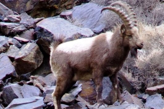 Hunting in Pakistan