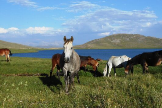 Horse Safari in Pakistan
